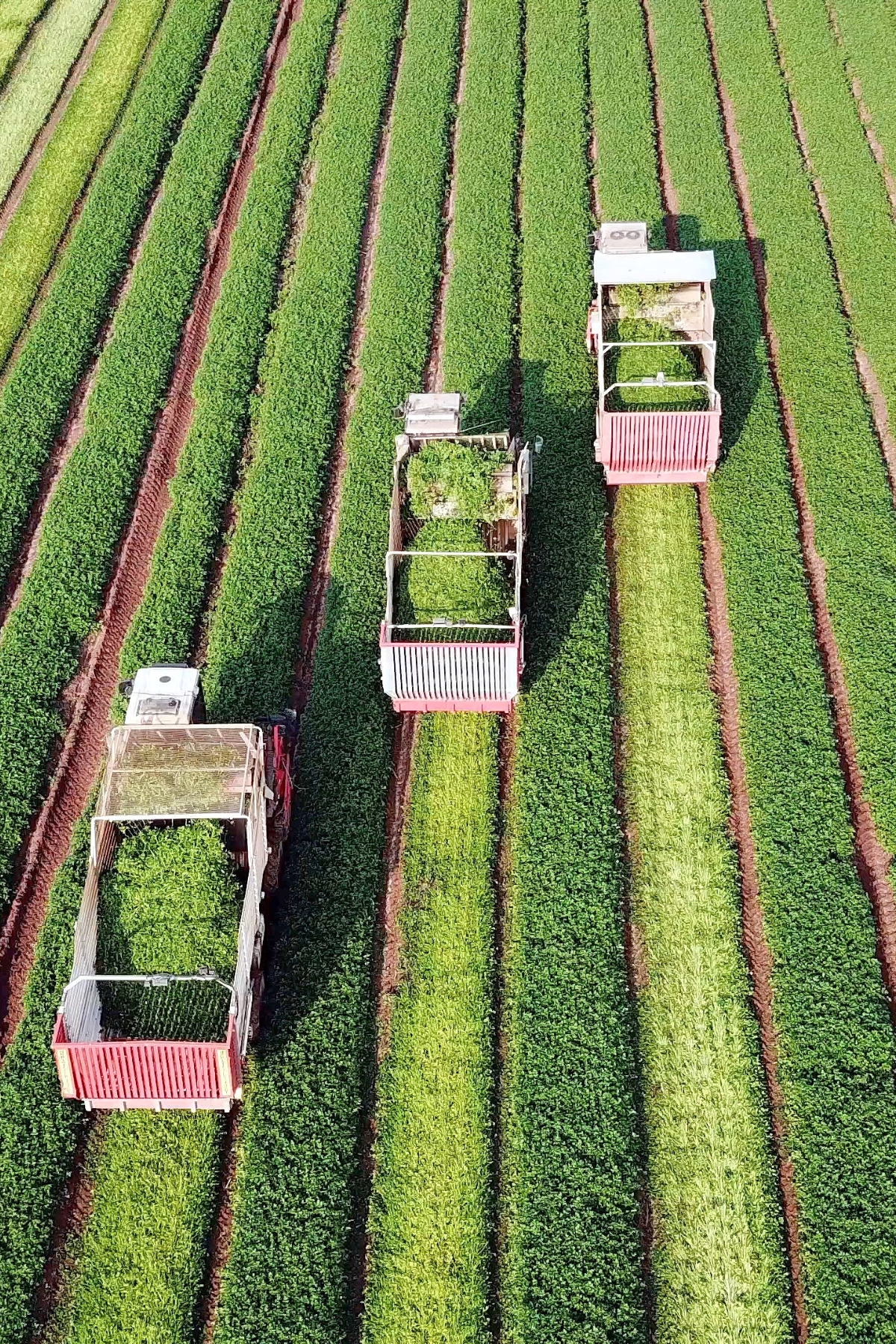 Agriculture industry